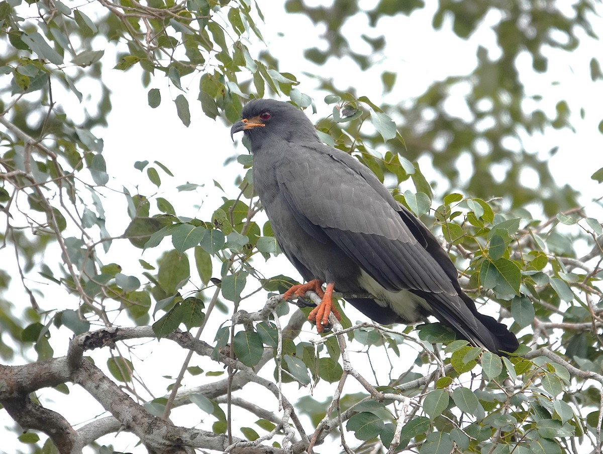 Snail Kite - ML638743269