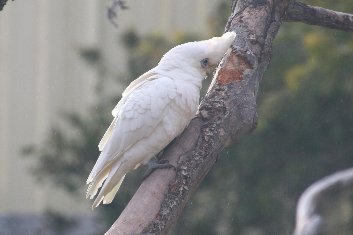 Little Corella - ML638743271