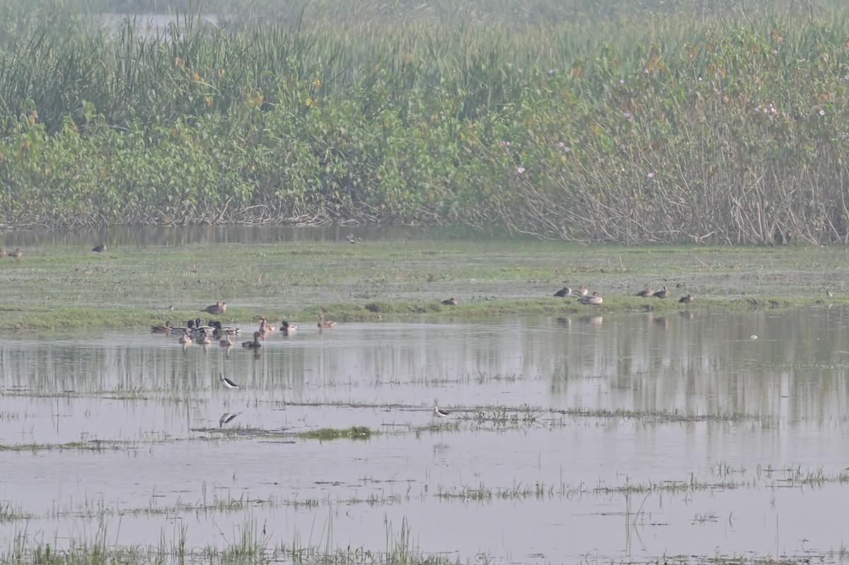 Northern Shoveler - ML638743272