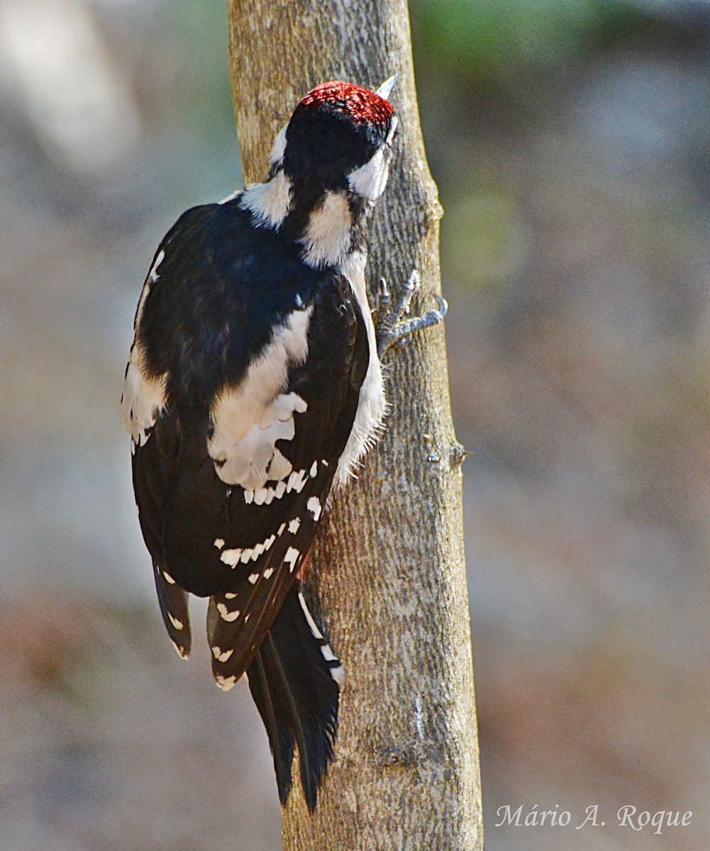 Great Spotted Woodpecker - ML638743282