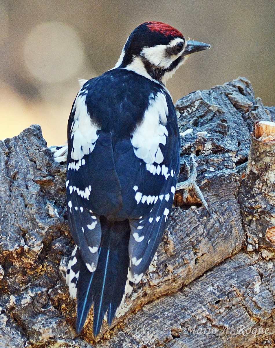 Great Spotted Woodpecker - ML638743284