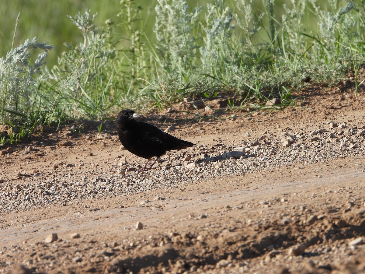 Black Lark - ML638743285