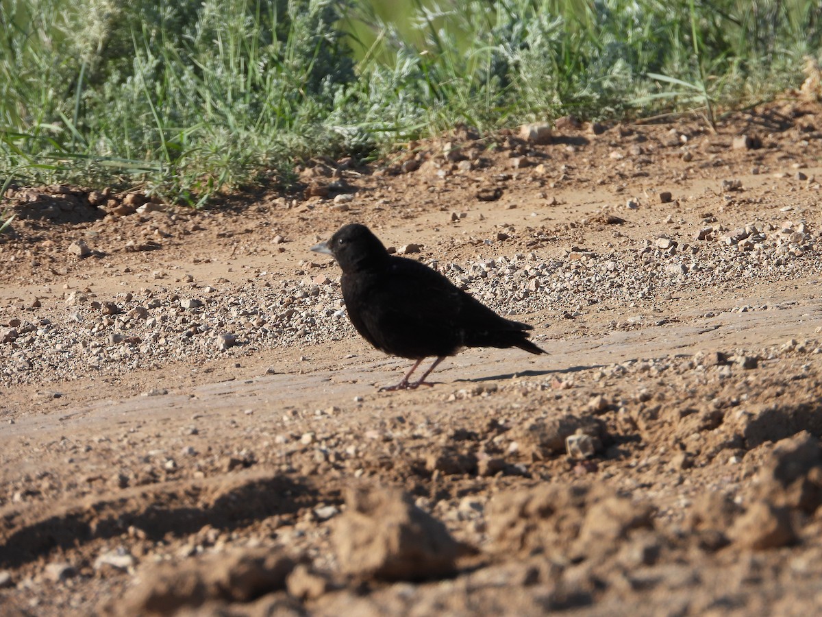 Black Lark - ML638743286