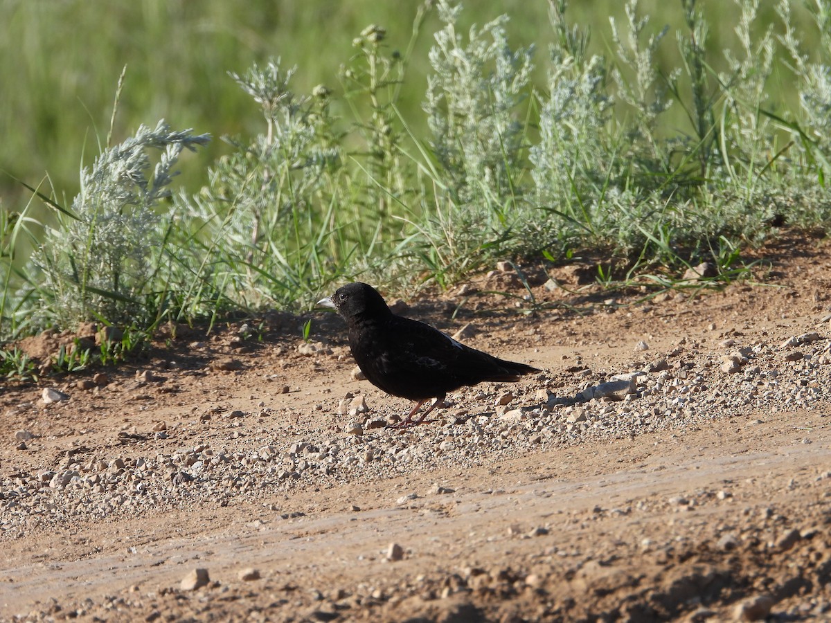 Black Lark - ML638743287