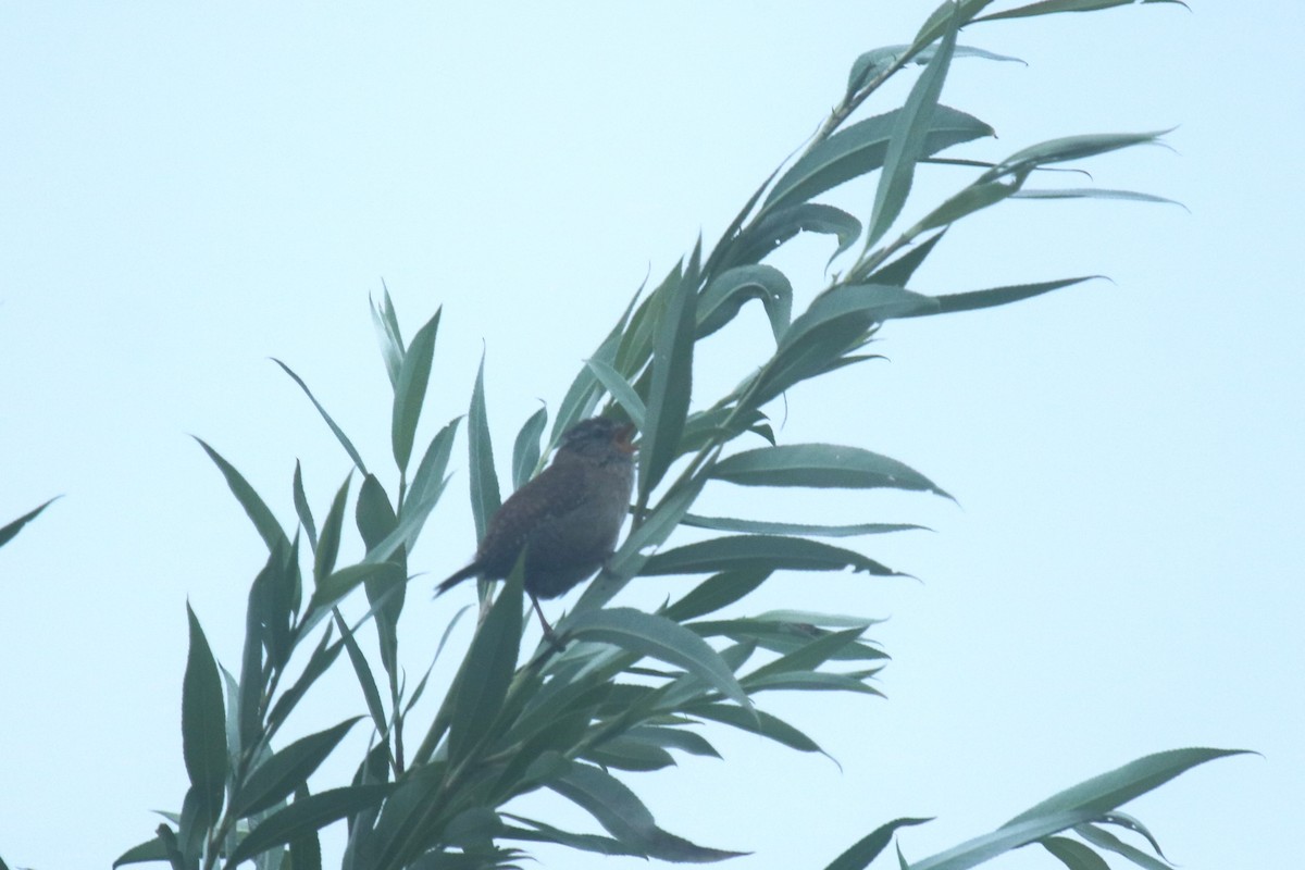 Eurasian Wren - ML638743291