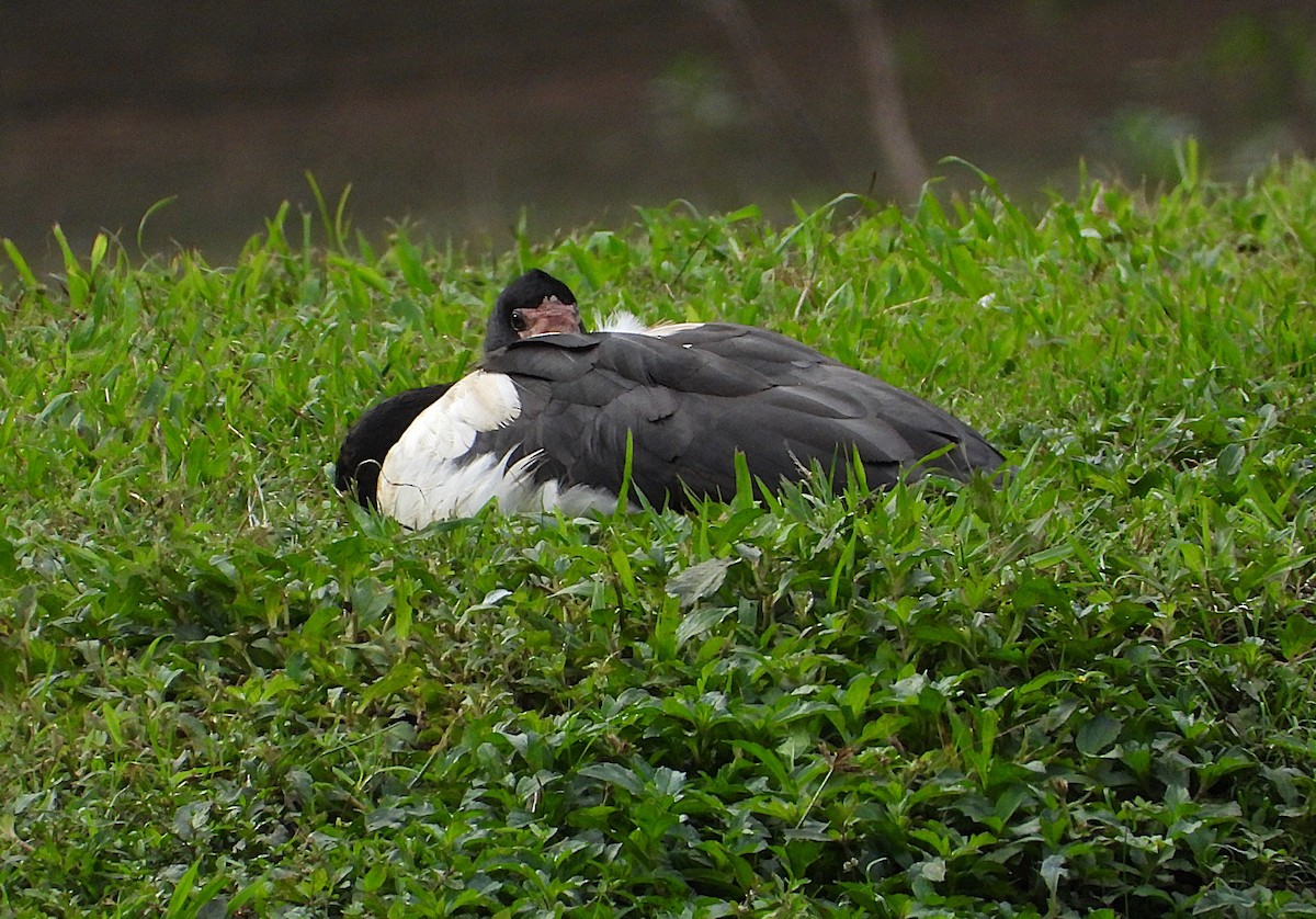 Magpie Goose - ML638743292