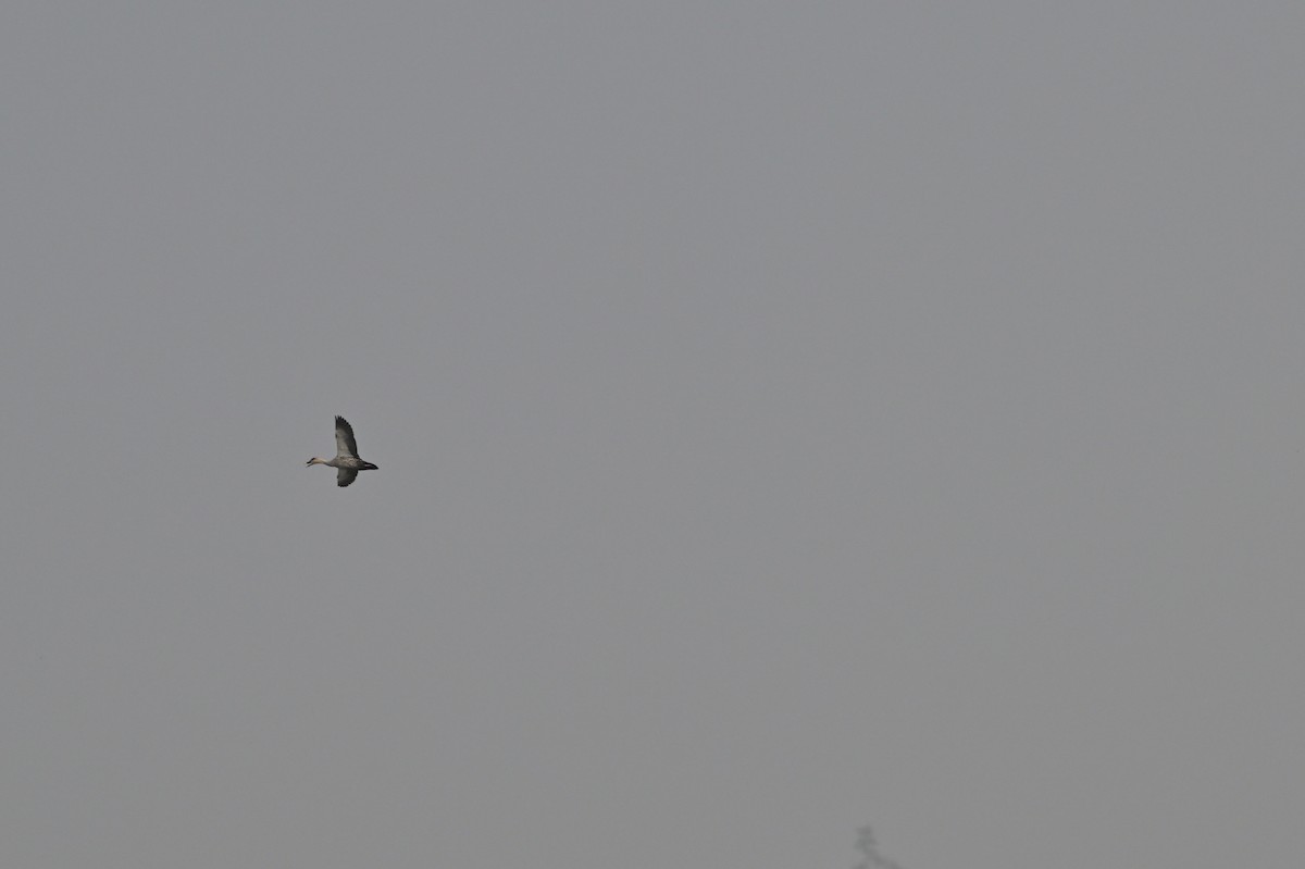 Indian Spot-billed Duck - ML638743294