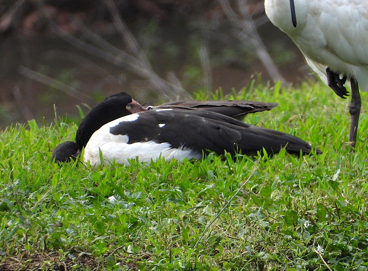 Magpie Goose - ML638743295