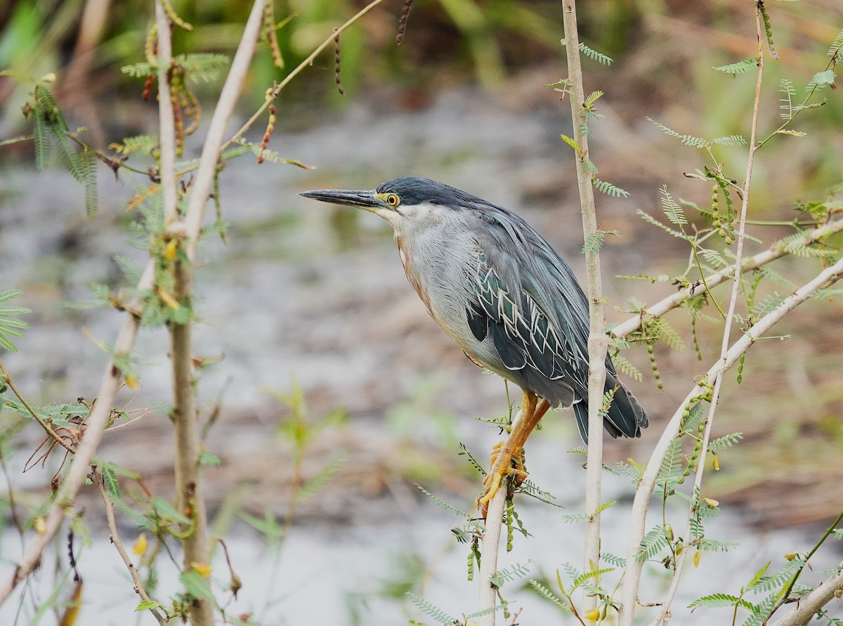 Striated Heron - ML638743297