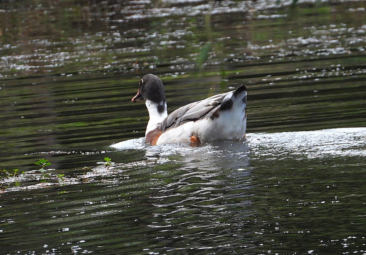 Muscovy Duck x Mallard (hybrid) - ML638743298