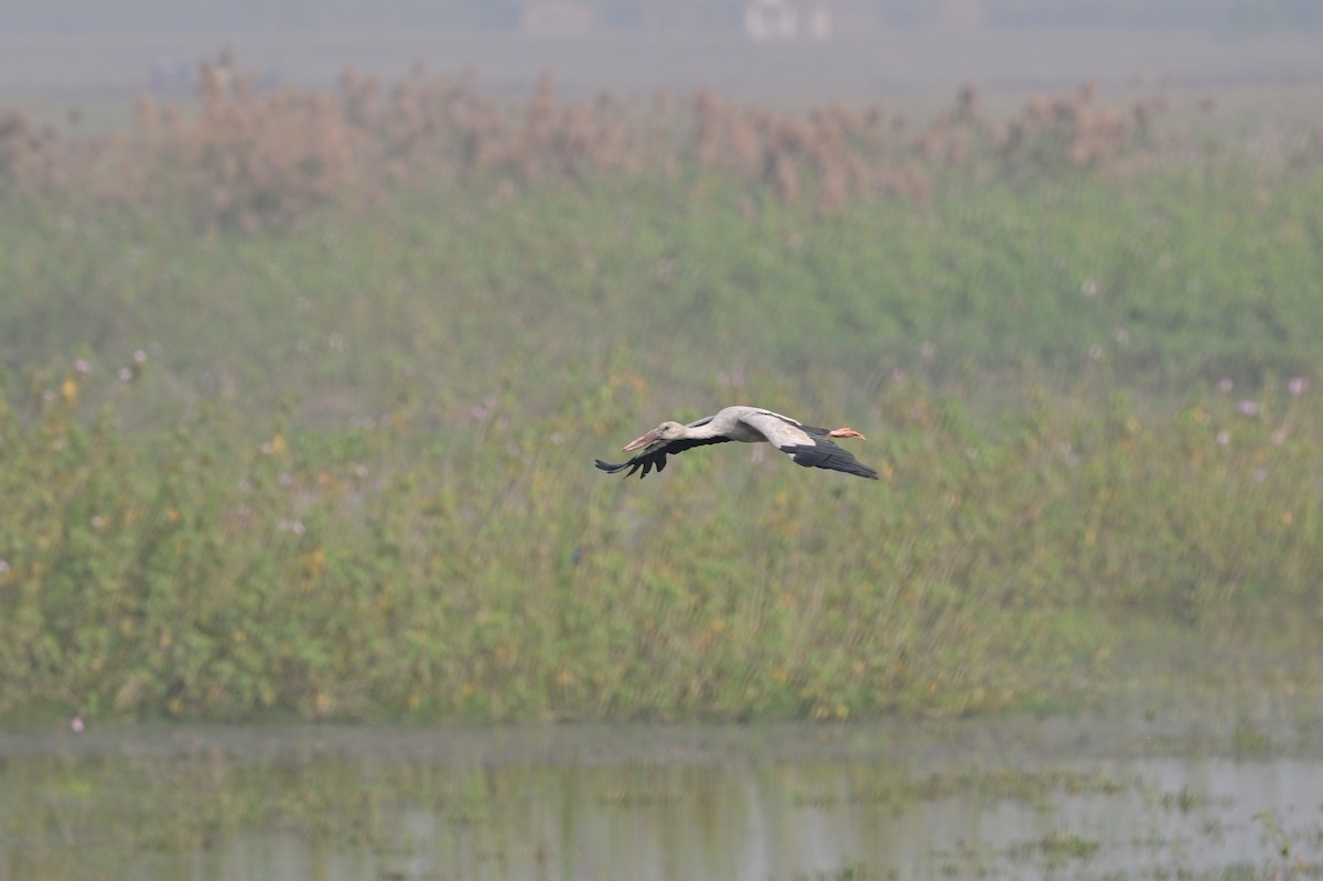 Asian Openbill - ML638743303