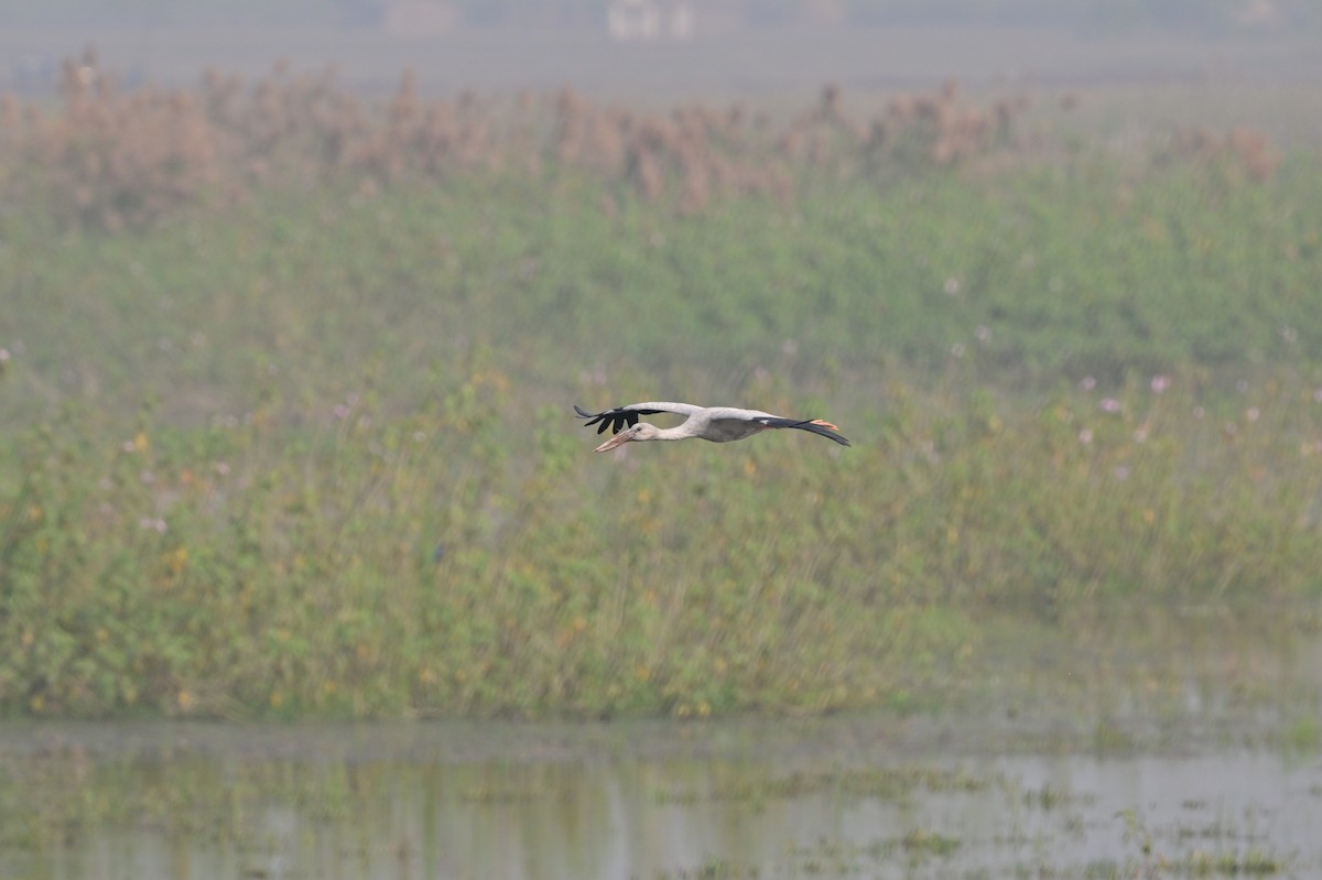 Asian Openbill - ML638743304