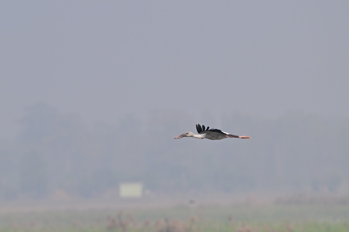 Asian Openbill - ML638743305