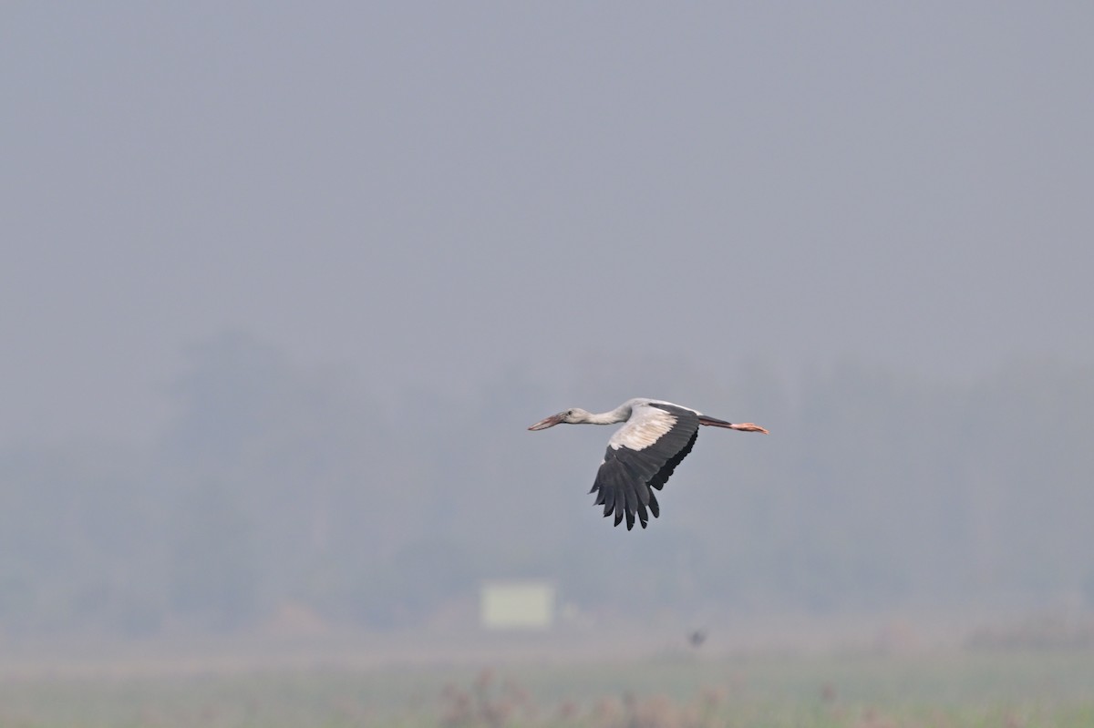 Asian Openbill - ML638743306