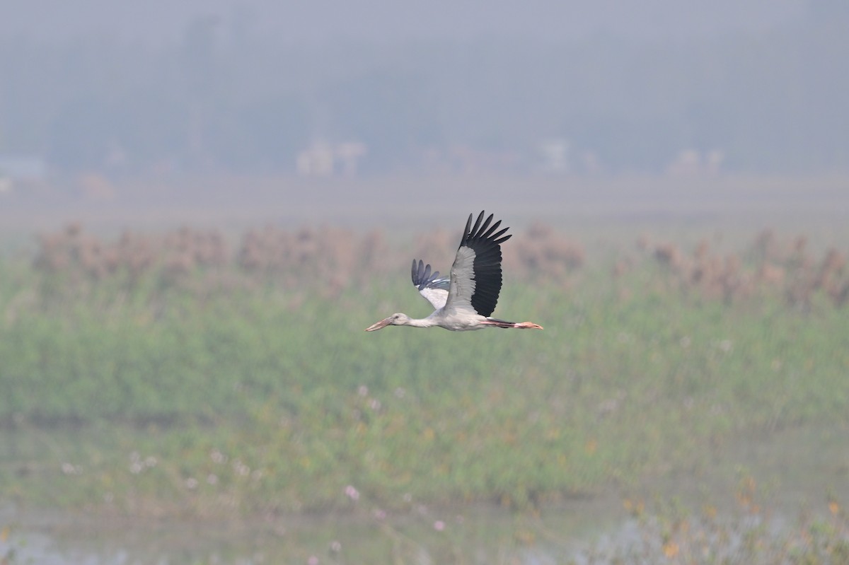 Asian Openbill - ML638743308