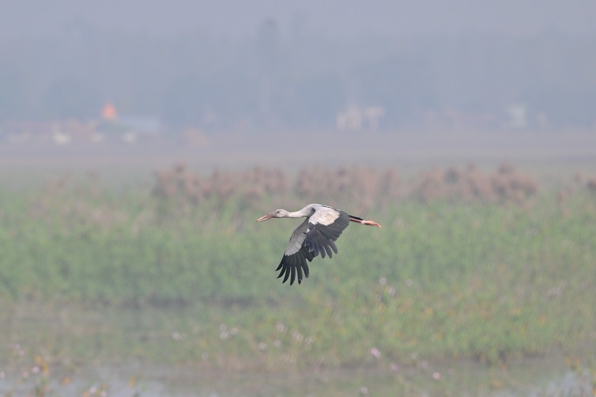 Asian Openbill - ML638743309