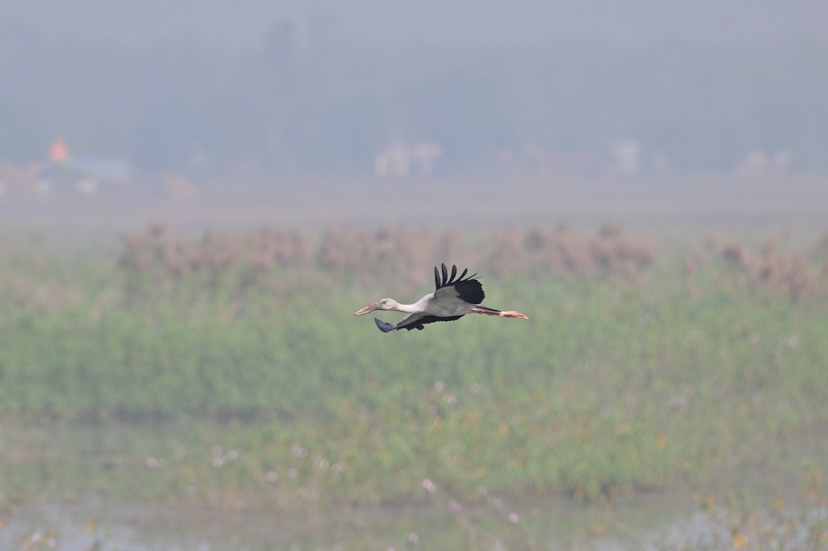 Asian Openbill - ML638743310