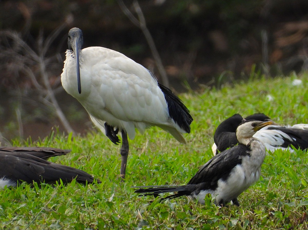 Australian Ibis - ML638743311