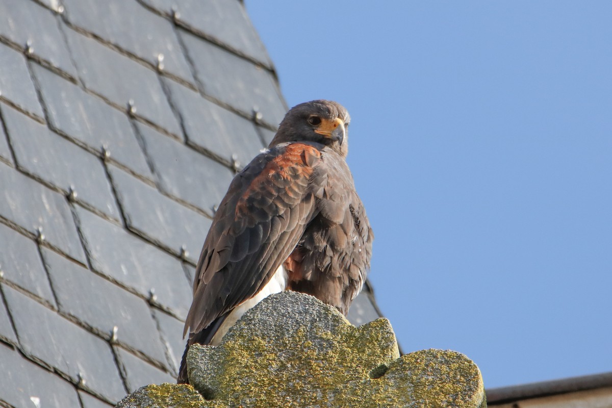 Harris's Hawk - ML638743345