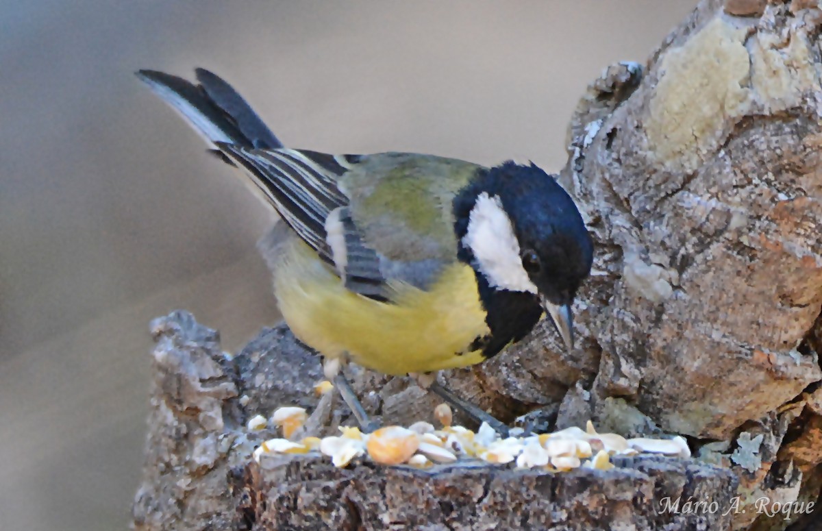 Great Tit - ML638743351