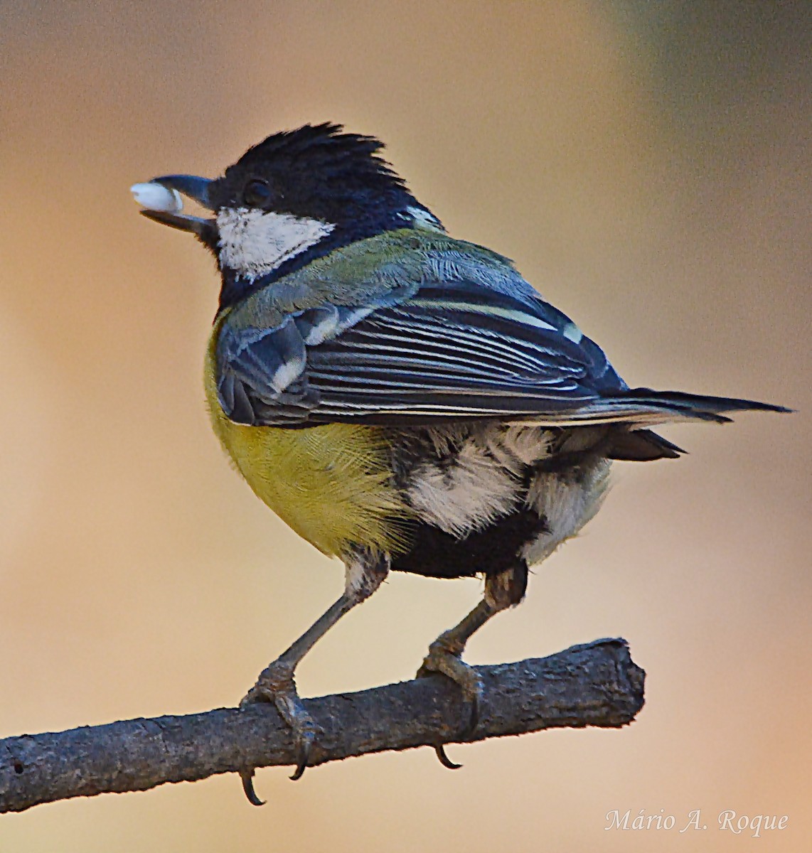 Great Tit - ML638743352