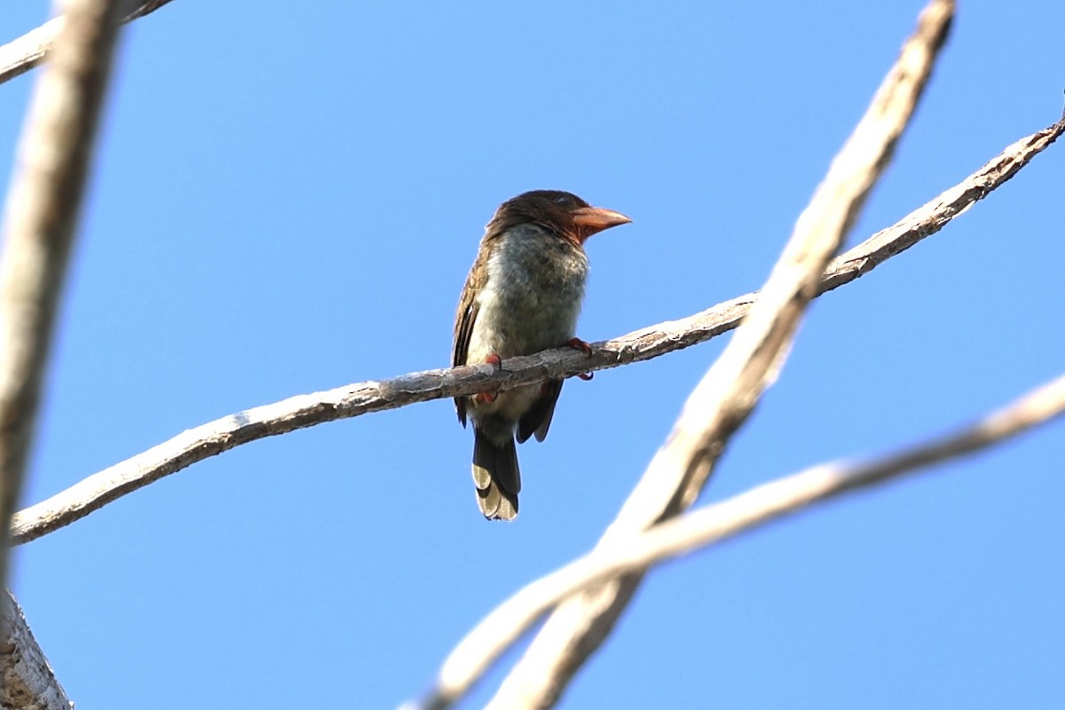 Brown Barbet - ML638743363