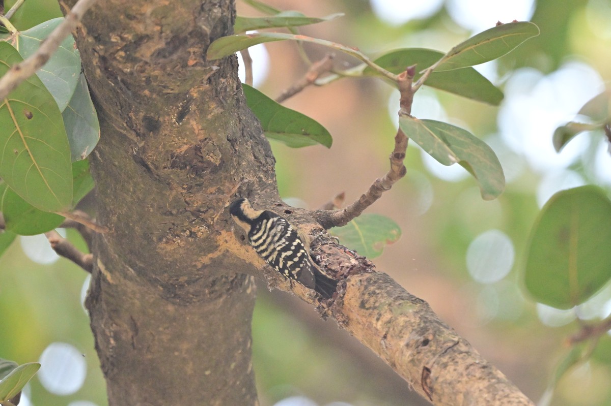 Gray-capped Pygmy Woodpecker - ML638743401