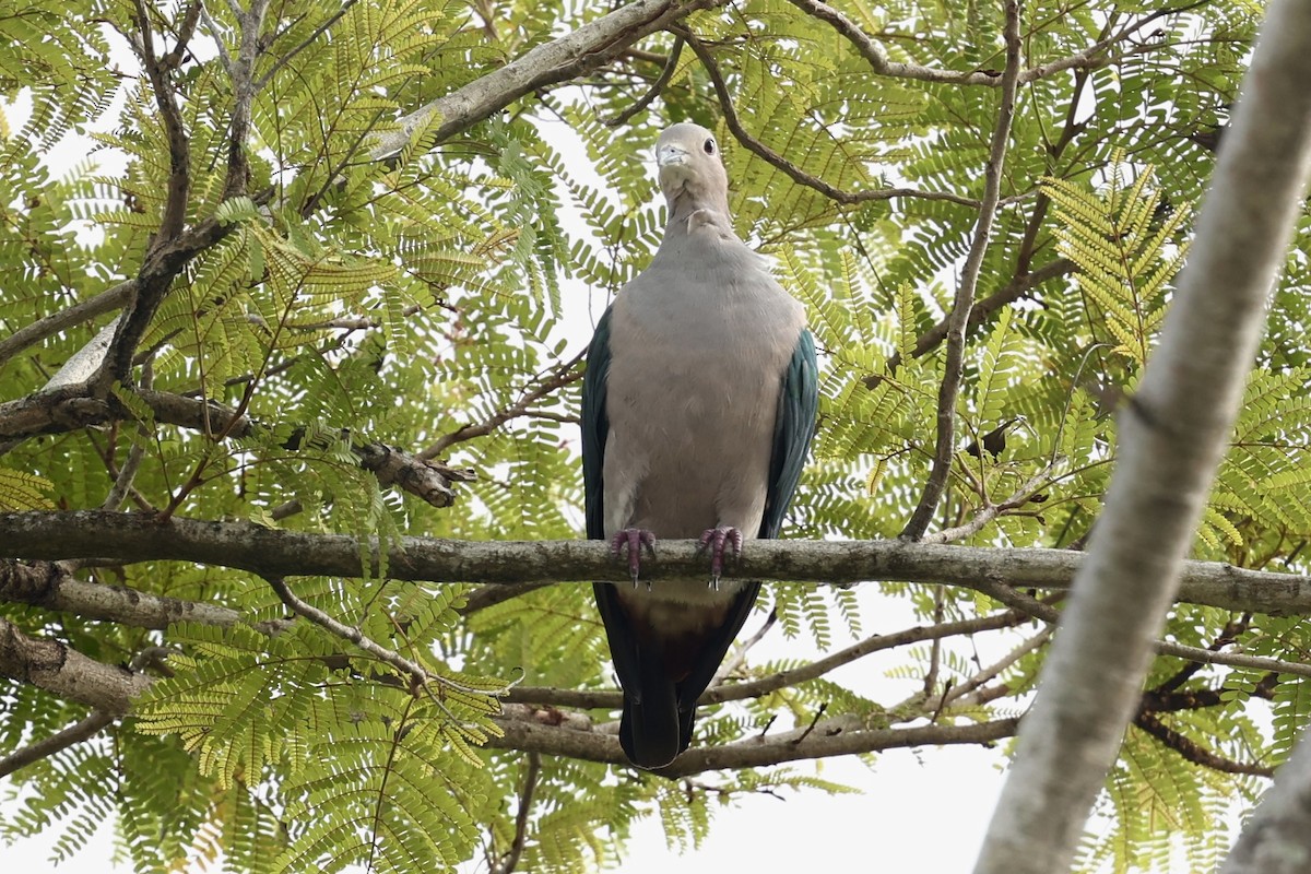 Green Imperial-Pigeon - ML638743407
