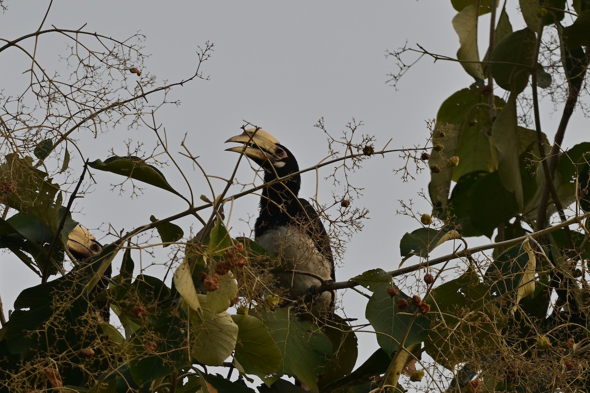 Oriental Pied-Hornbill - ML638743408
