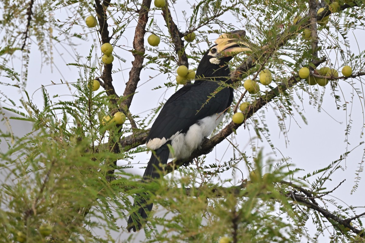 Oriental Pied-Hornbill - ML638743409