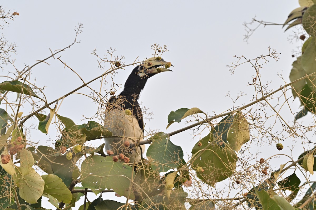 Oriental Pied-Hornbill - ML638743410