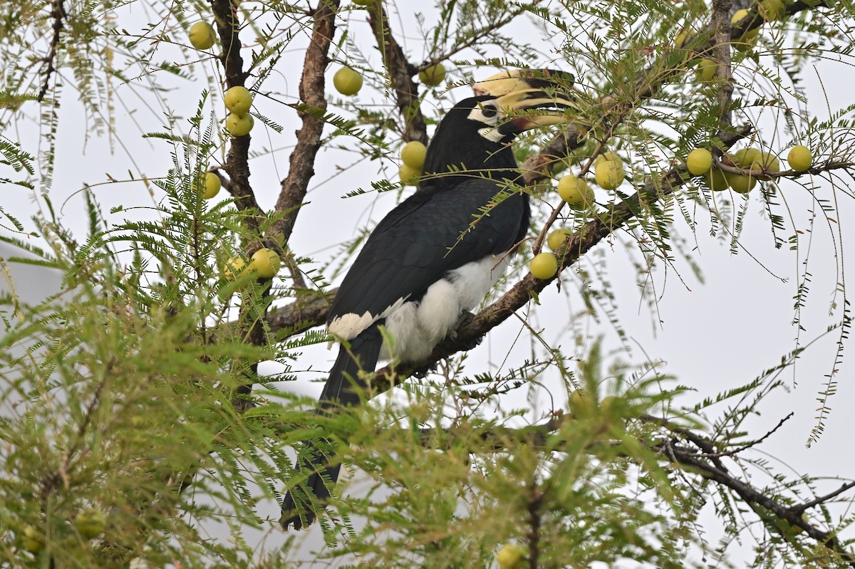 Oriental Pied-Hornbill - ML638743411