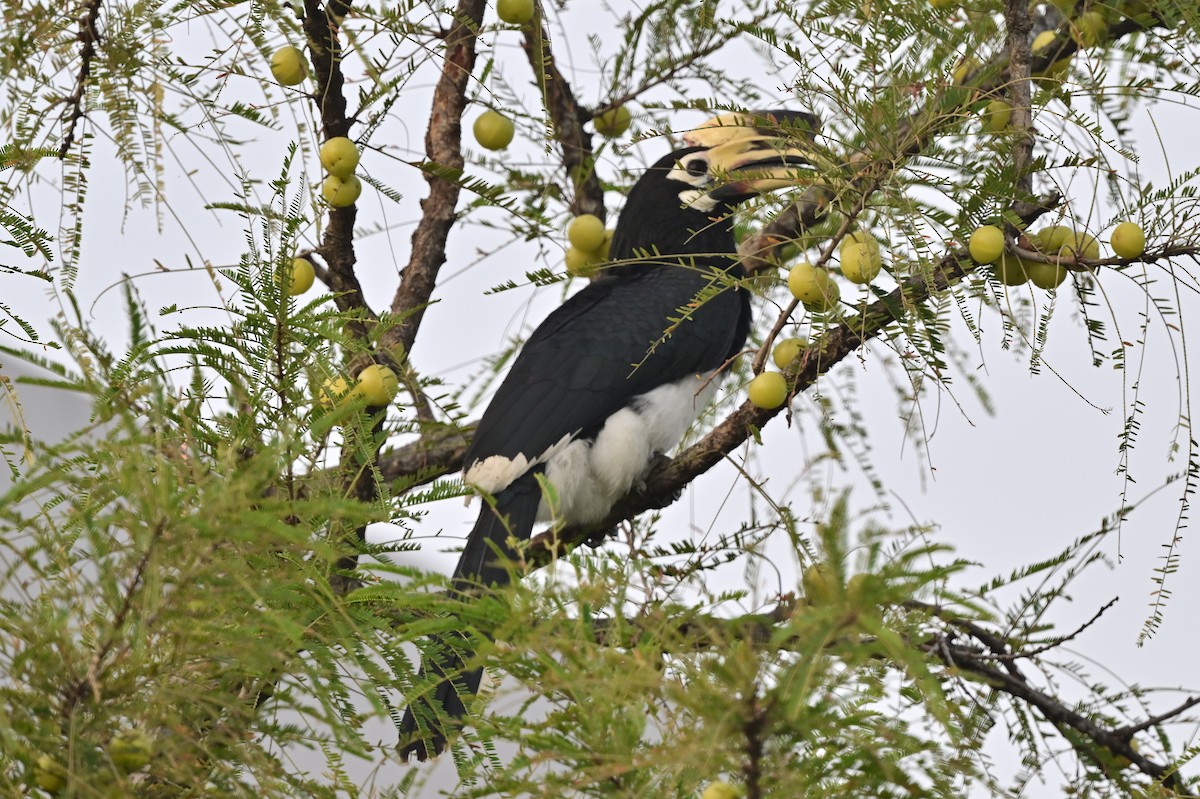 Oriental Pied-Hornbill - ML638743413