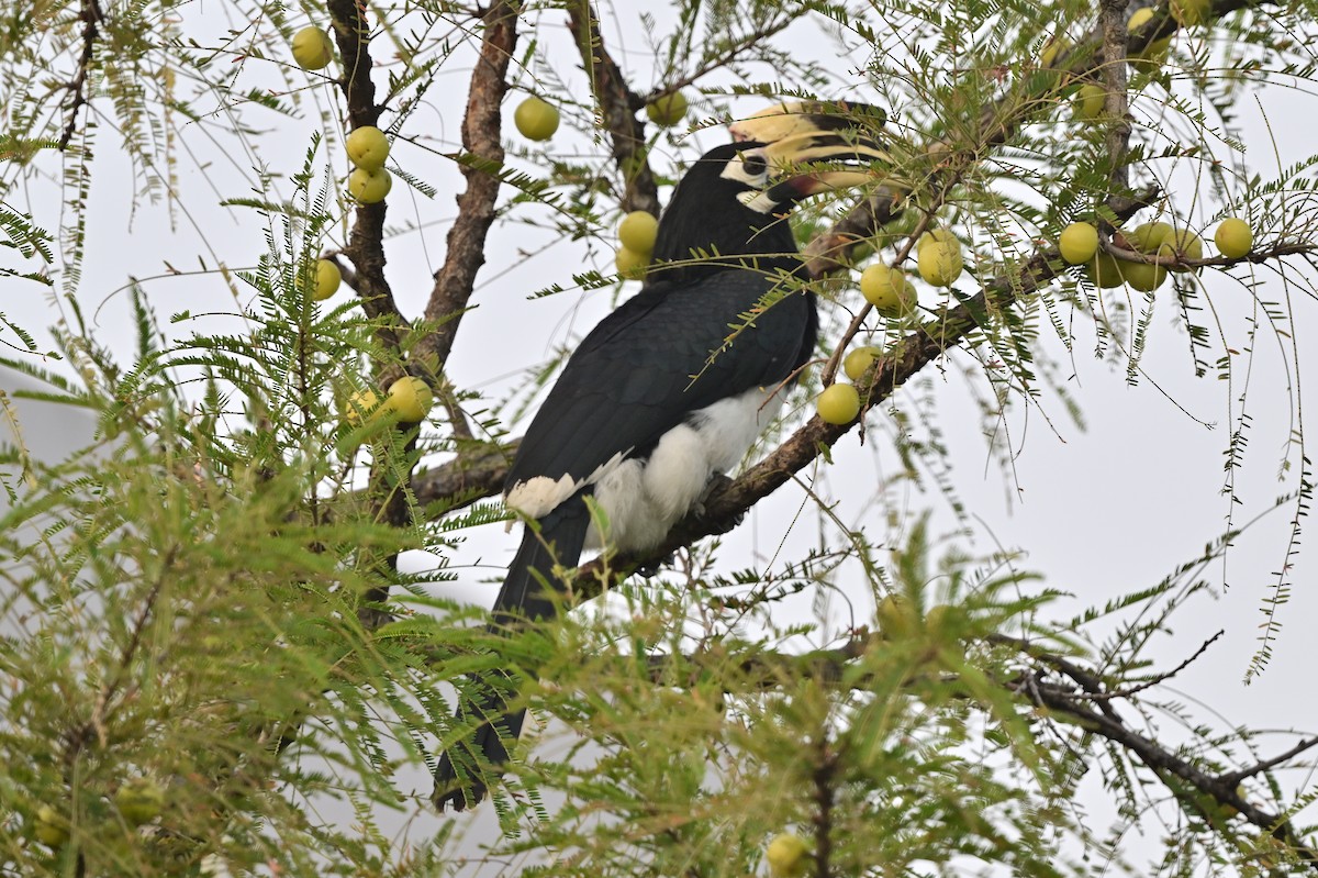 Oriental Pied-Hornbill - ML638743414