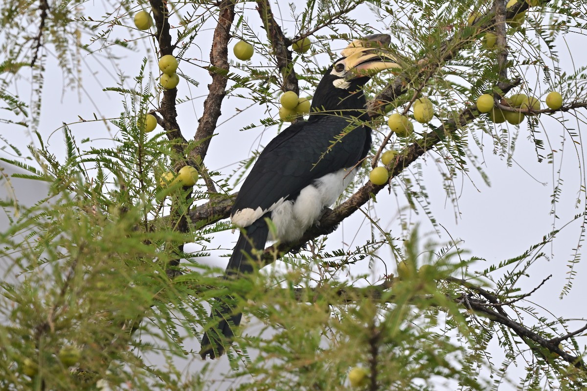 Oriental Pied-Hornbill - ML638743417
