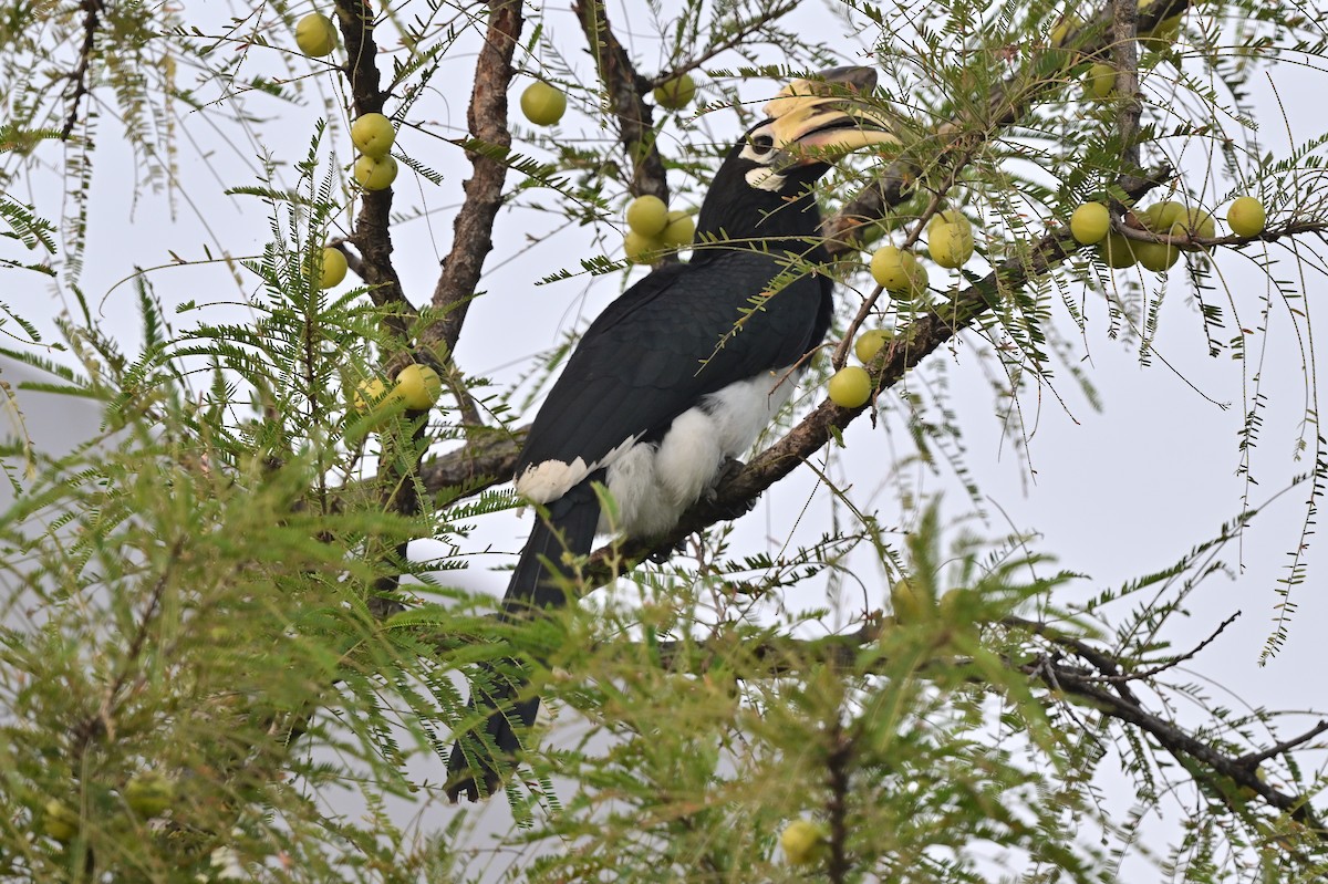 Oriental Pied-Hornbill - ML638743419