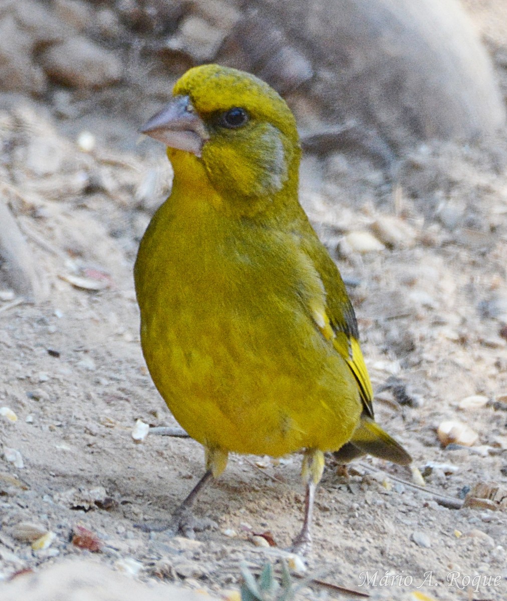 Txorru arrunta - ML638743424
