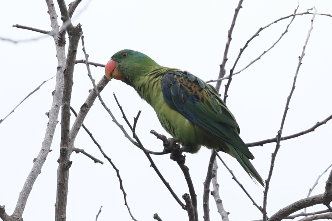 Blue-naped Parrot - ML638743435