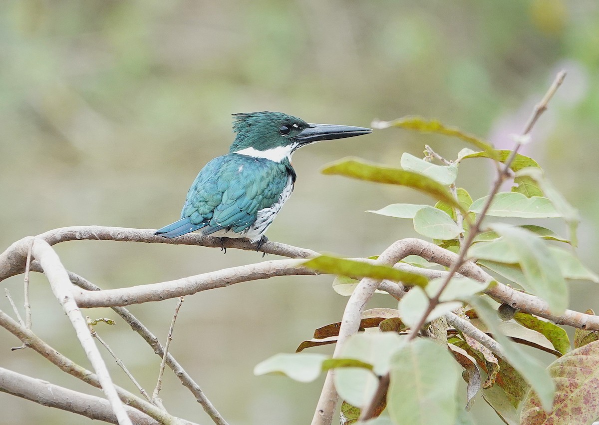 Amazon Kingfisher - ML638743453