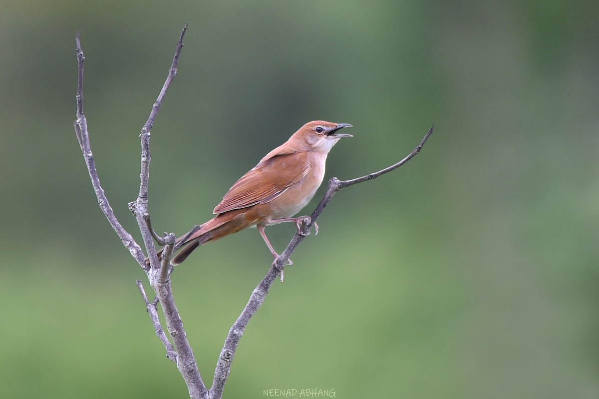 Broad-tailed Grassbird - ML638743457