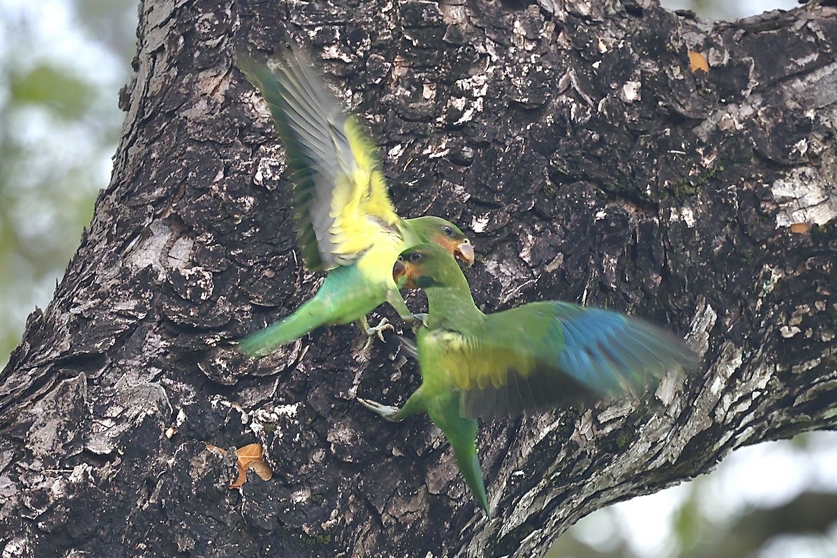 Long-tailed Parakeet - ML638743461