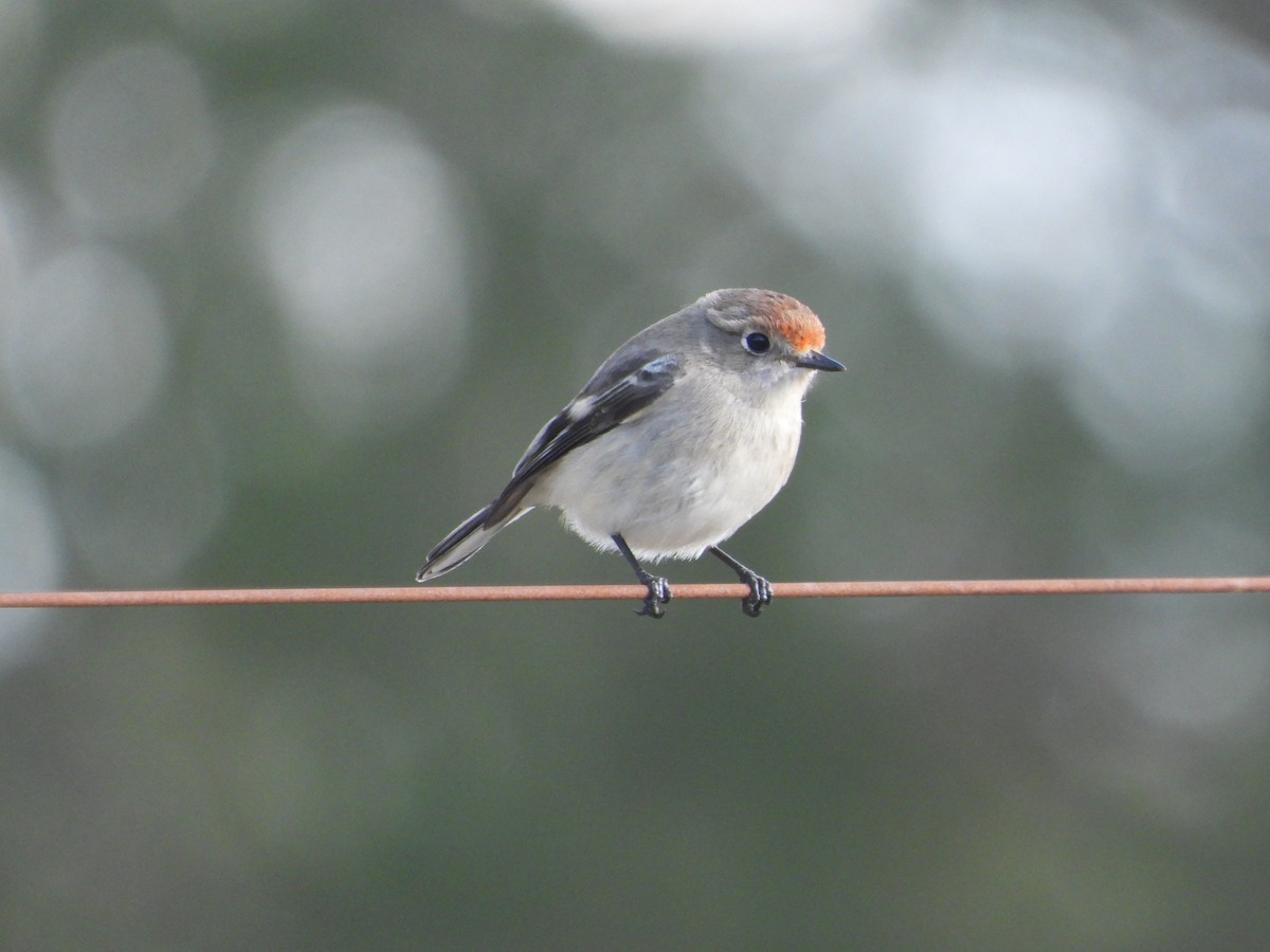 Red-capped Robin - ML638743465
