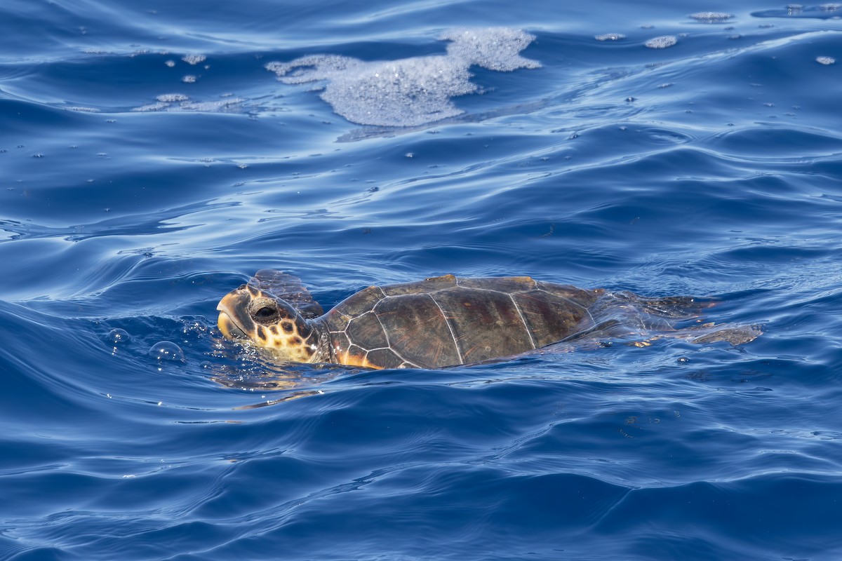 Loggerhead Sea Turtle - ML638743491