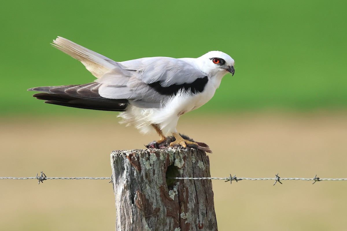 Black-shouldered Kite - ML638743493