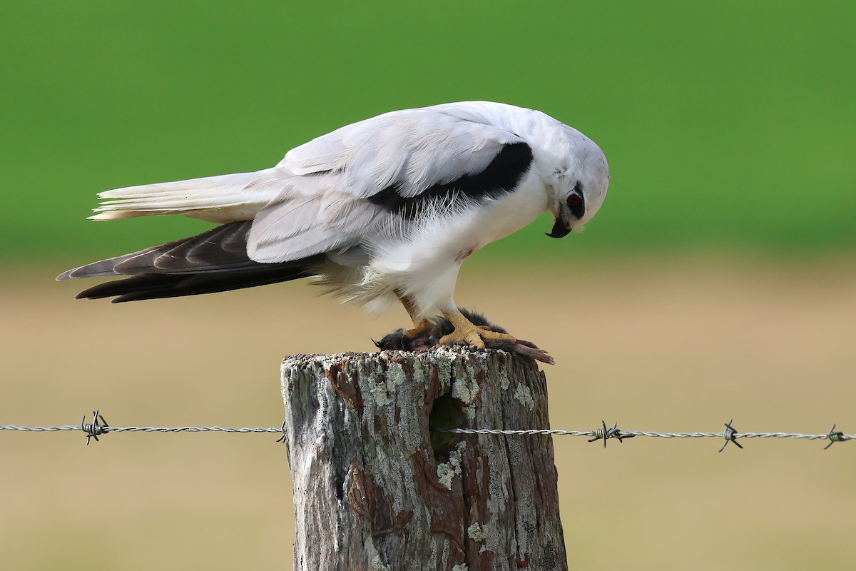Black-shouldered Kite - ML638743495