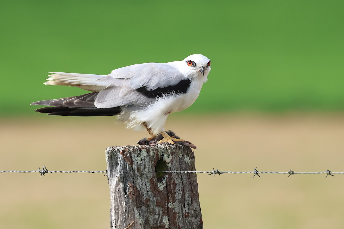 Black-shouldered Kite - ML638743496