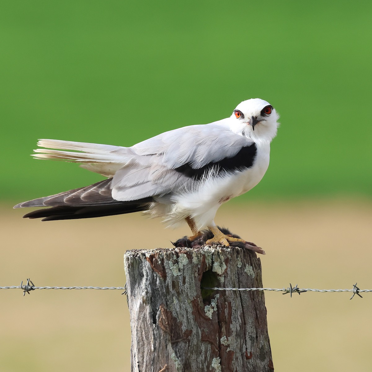 Black-shouldered Kite - ML638743497
