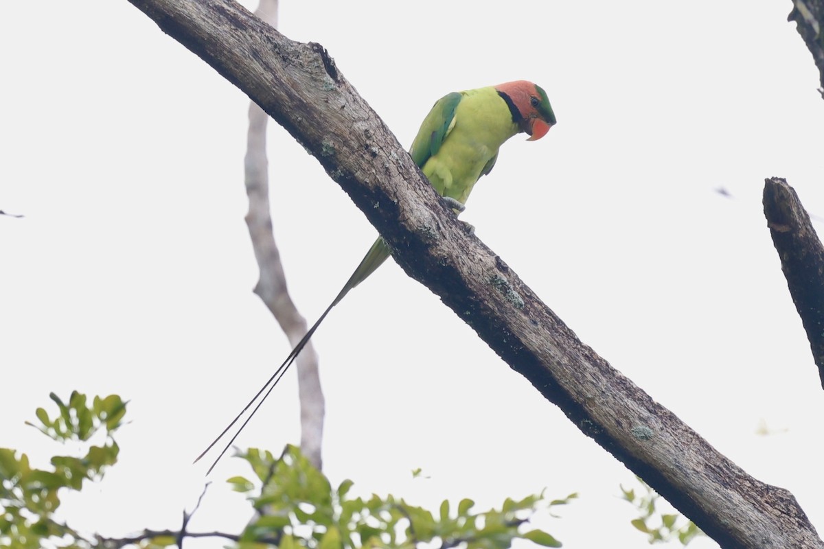 Long-tailed Parakeet - ML638743505
