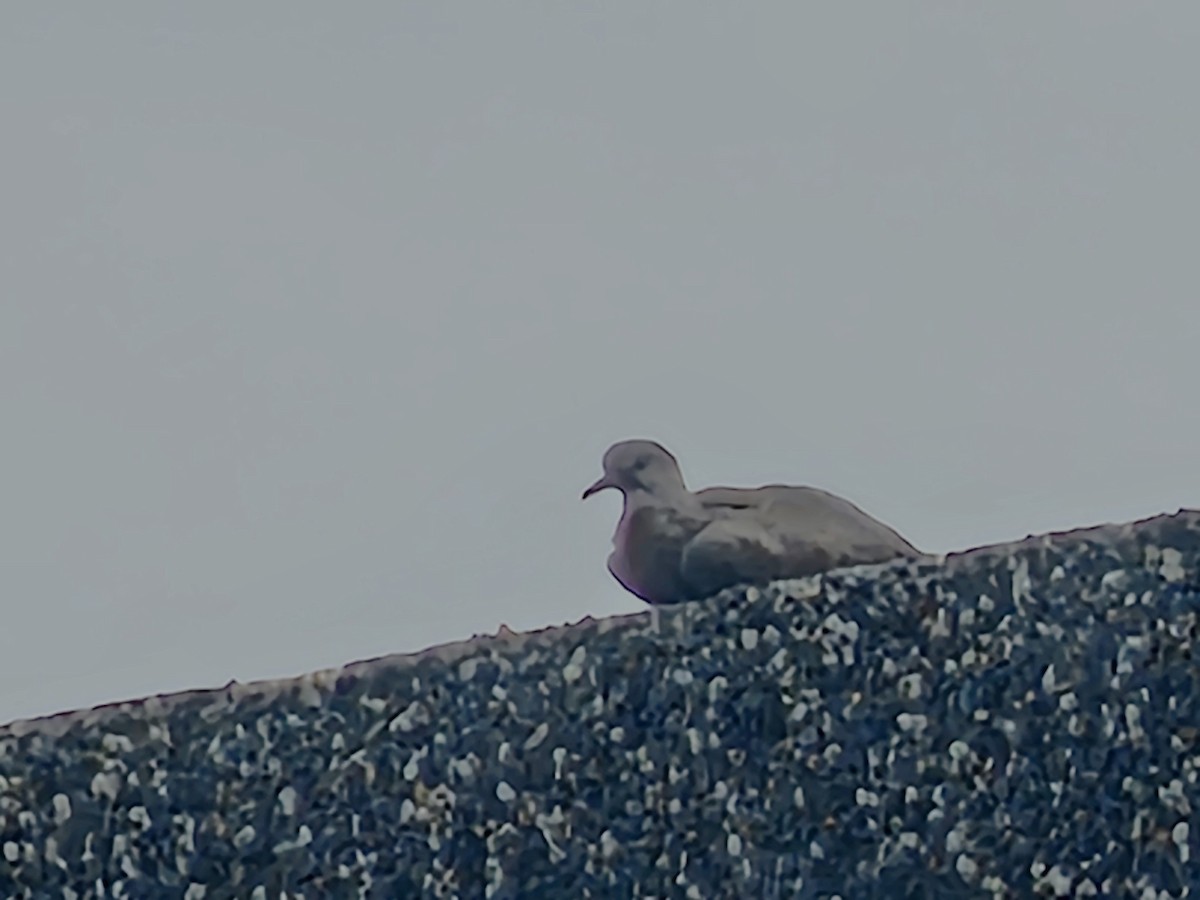 Red Collared-Dove - ML638743507