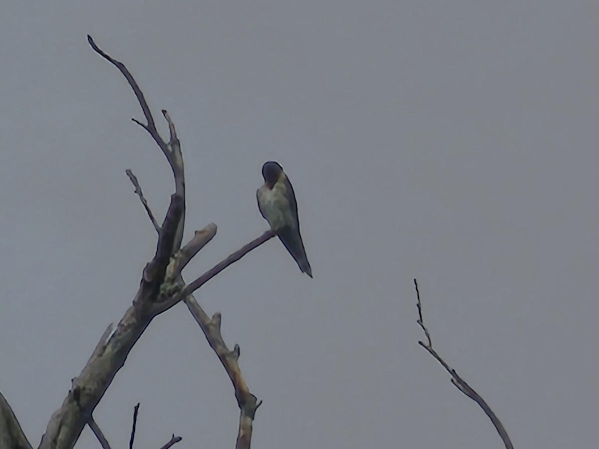 Pacific Swallow - ML638743508